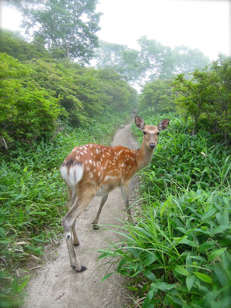 五葉山・鹿
