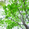 公園の新緑