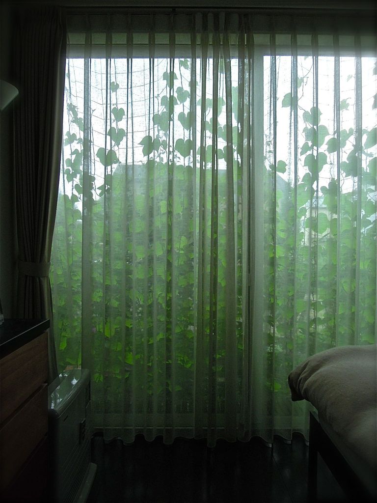 緑のカーテンの部屋