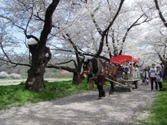 北上展勝地の桜