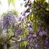 藤の花