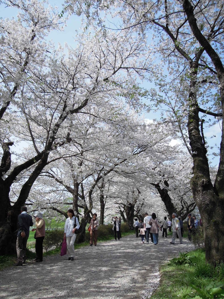 北上展勝地の桜
