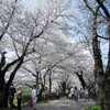 北上展勝地の桜