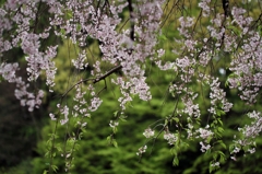 新緑と桜