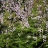 新緑と桜