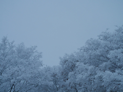 白雪木