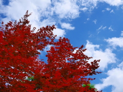 red tree \ blue sky 