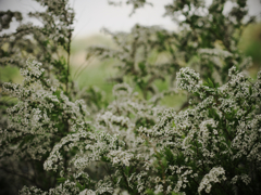 white small