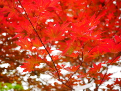 red reef