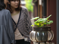 green    plant