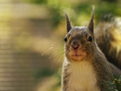squirrel