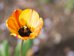 orange flower