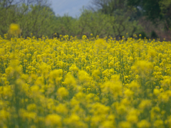 Field mustard