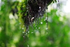 雨上がり