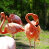 フラミンゴ