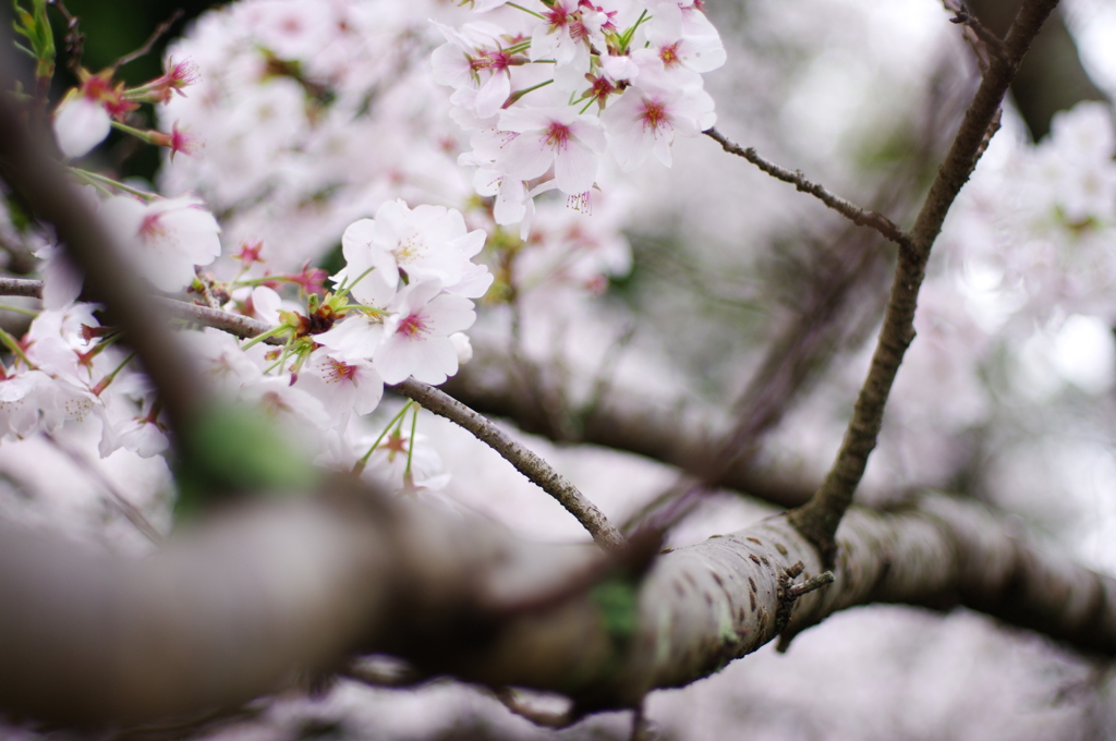 桜枝乱咲