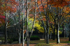 紅葉・宝ヶ池公園