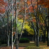 紅葉・宝ヶ池公園
