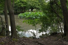 蓮池＠京都・植物園