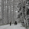 雪国へきてしまいました