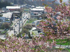 高遠城址公園の桜。