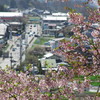 高遠城址公園の桜。