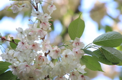 うこん桜(金櫻神社)