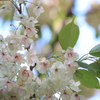 うこん桜(金櫻神社)