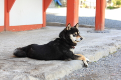 金櫻神社にておぎょうぎの良いわんこ。