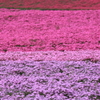 一面芝桜。