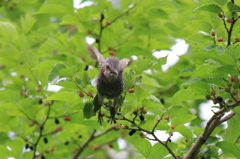 飛び立つ鳥を撮ってみた