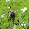 飛び立つ鳥を撮ってみた