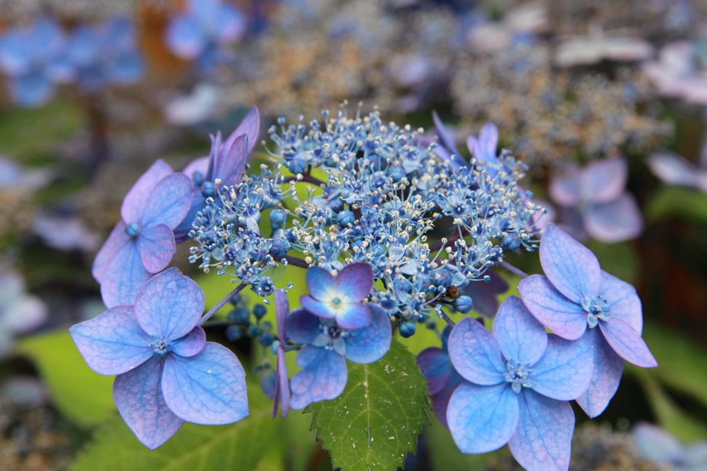 またまた紫陽花。