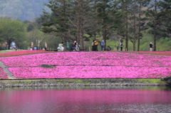 芝桜がほんわりと。