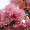 まだ桜があった！
