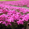 芝桜。