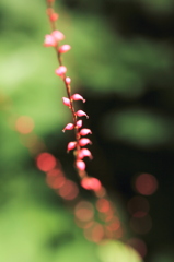 なんの花でしょう？