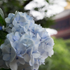 五重塔を照らす花