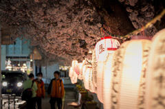 日常をてらす桜