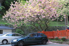 桜の下に愛車を。