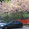 桜の下に愛車を。