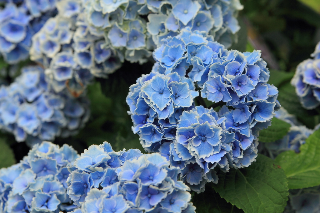 服のような模様の紫陽花