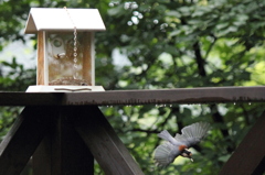 鳥と戯れる