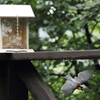 鳥と戯れる