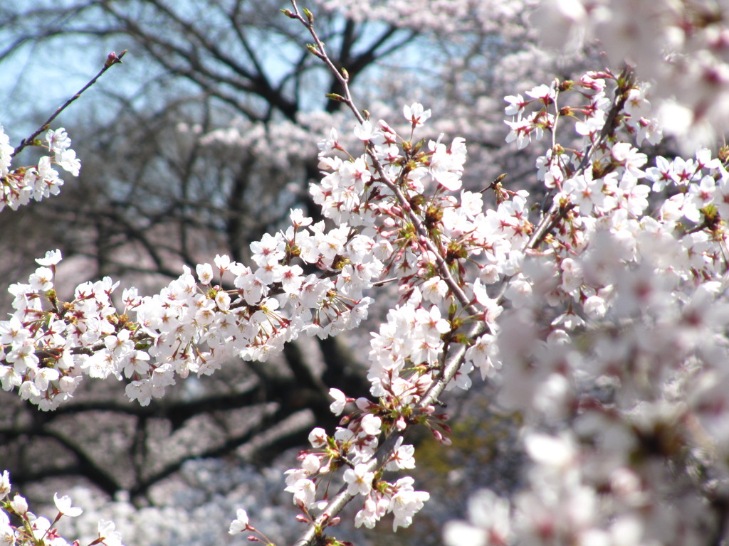 井の頭公園
