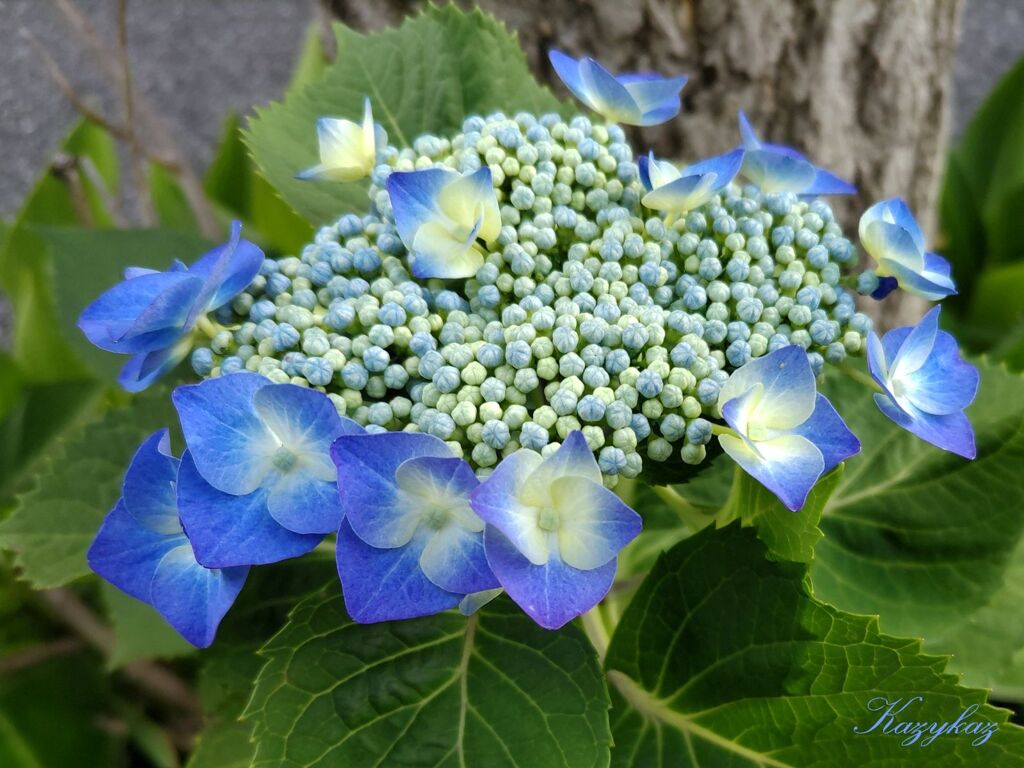 梅雨入り＜２＞
