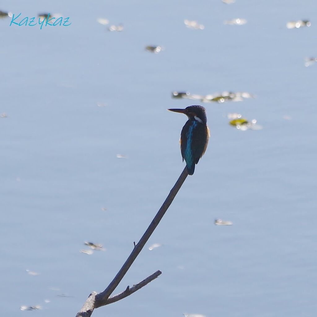 カワセミブルー