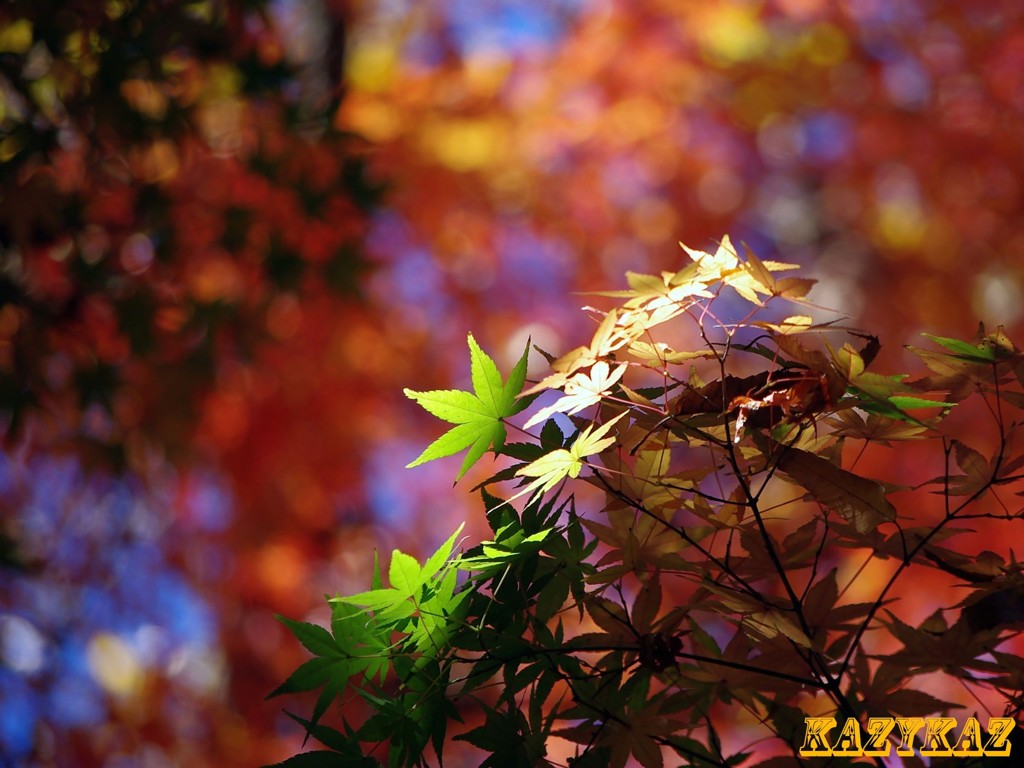 キラ紅葉