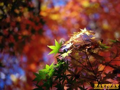 キラ紅葉
