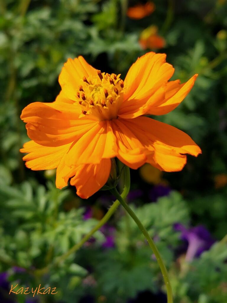 朝陽に微笑んで